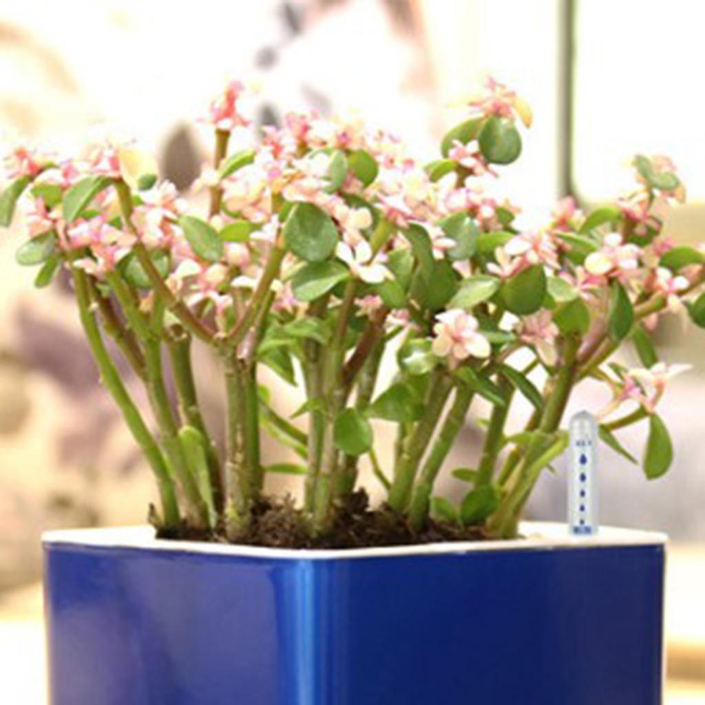 Indicateur de niveau d'eau pou - Plant Monitor avis et prix